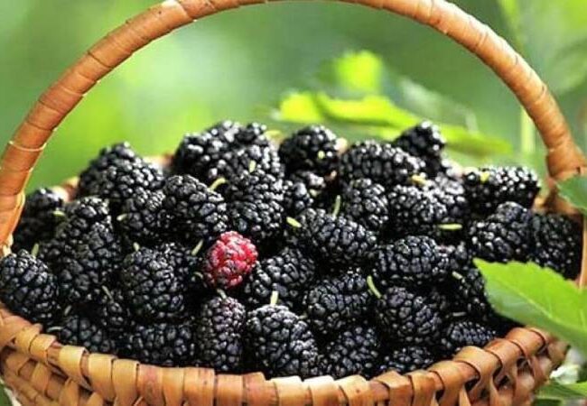 Skin & Health Benefits of Mulberry